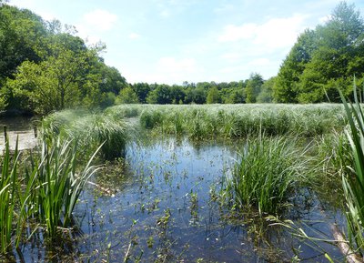 Etang du Perron, Espace Naturel Sensible de l'Orne