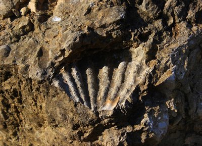 Carrière des Monts et Sablonettes, Espace Naturel Sensible de l'Orne