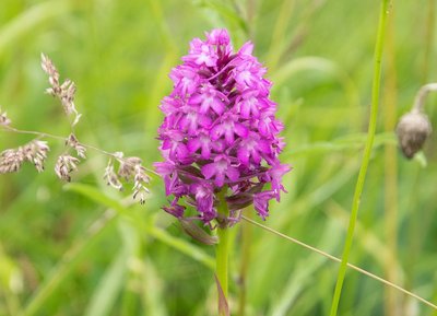 Orchis pyramidal