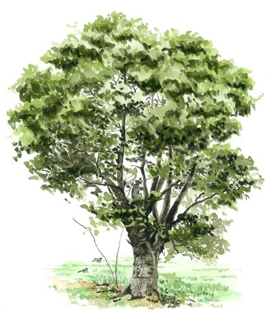 Arbre têtard