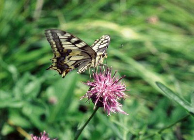 Machaon, coteau de la Bandonnière