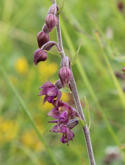 Epipactis pourpre noirâtre