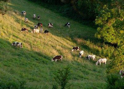 Vaches normandes, Orne