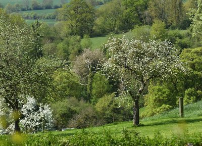 Les vergers en fleurs