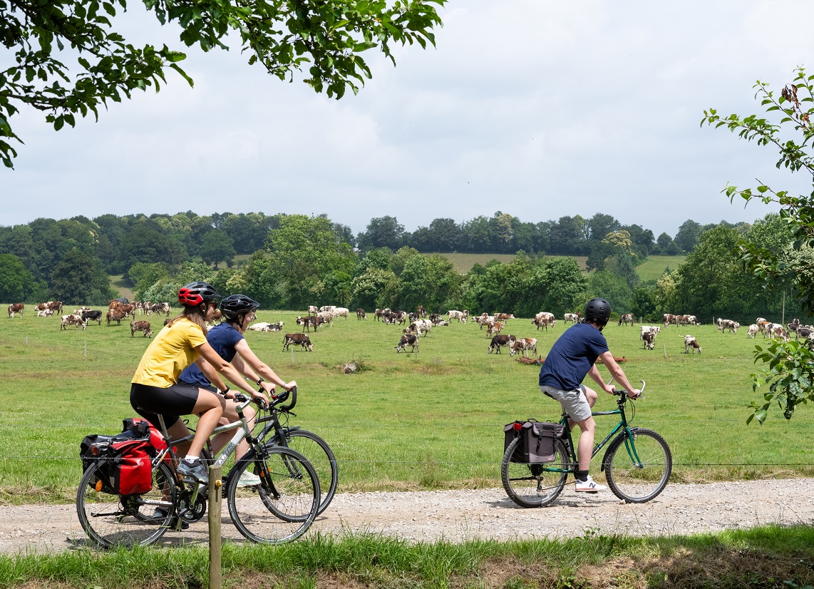 Vaches normandes dans le pays de Domfront