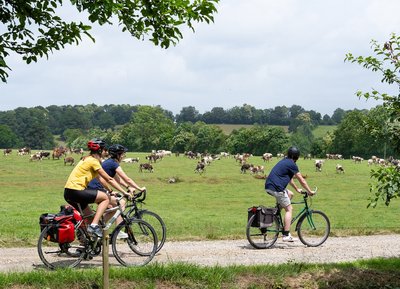 Vaches normandes dans le pays de Domfront