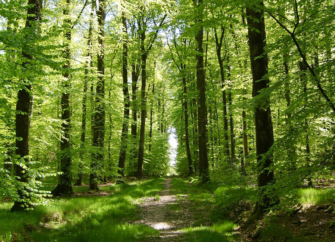 Forêt de Bellême