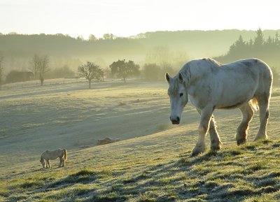 Percherons