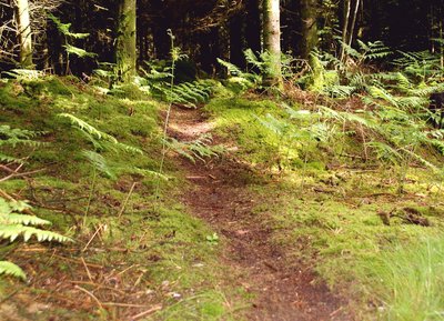 Sentiers de la forêt domaniale d'Ecouves