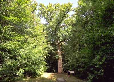 Chêne Hippolyte, Bagnoles de l'Orne Normandie