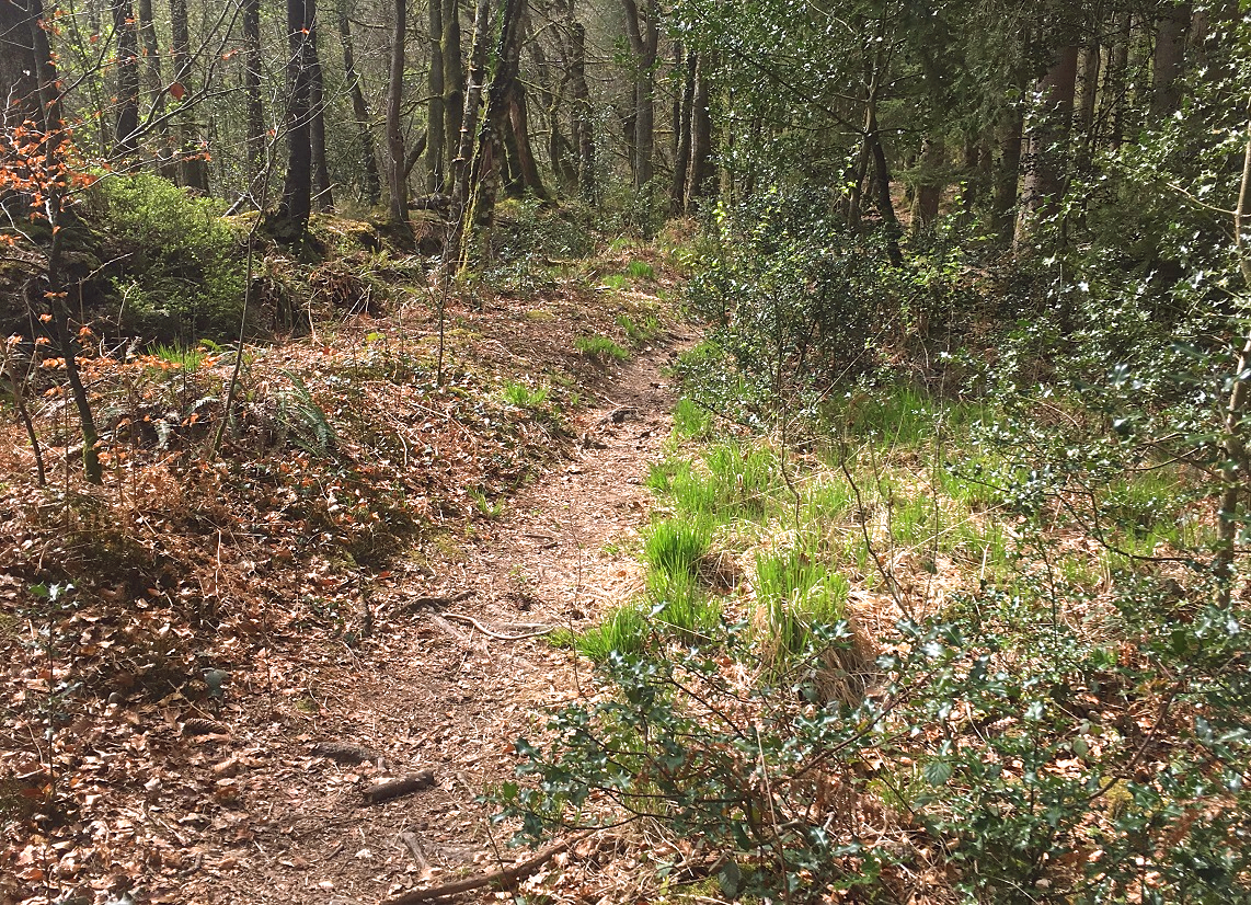 Sentiers de la forêt domaniale des Andaines