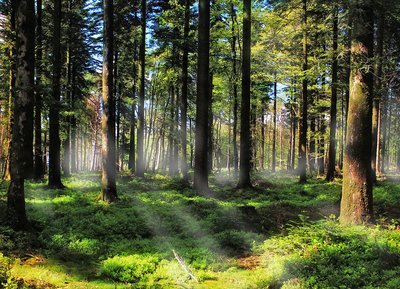 Forêt d'Ecouves