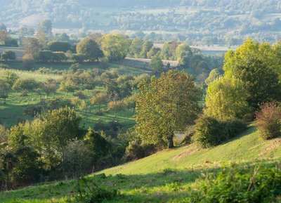 Paysage du Pays d'Auge Ornais