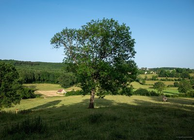 Paysage du Perche, dans l'Orne