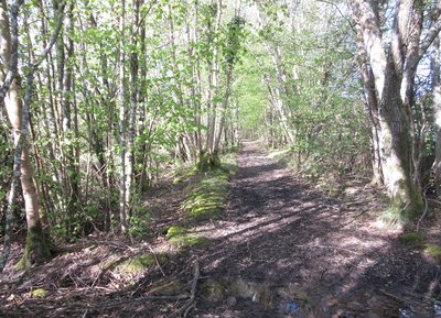 Chemins en forêt d'Ecouves