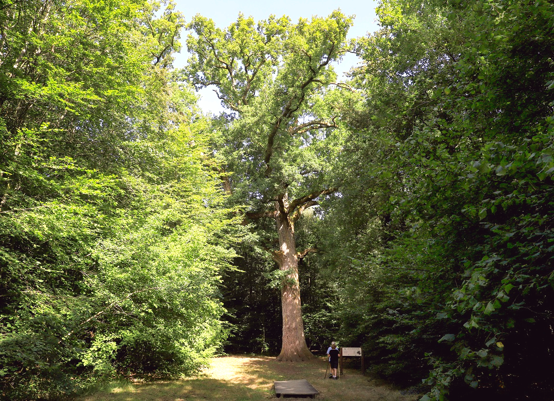 Le Chêne Hippolyte, Bagnoles de l'Orne Normandie