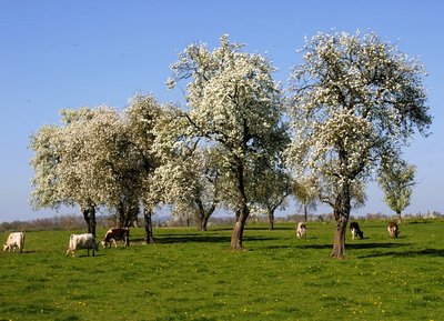 Paysage du bocage domfrontais dans l'Orne