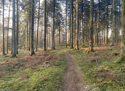 Sentiers de la forêt domaniale d'Ecouves